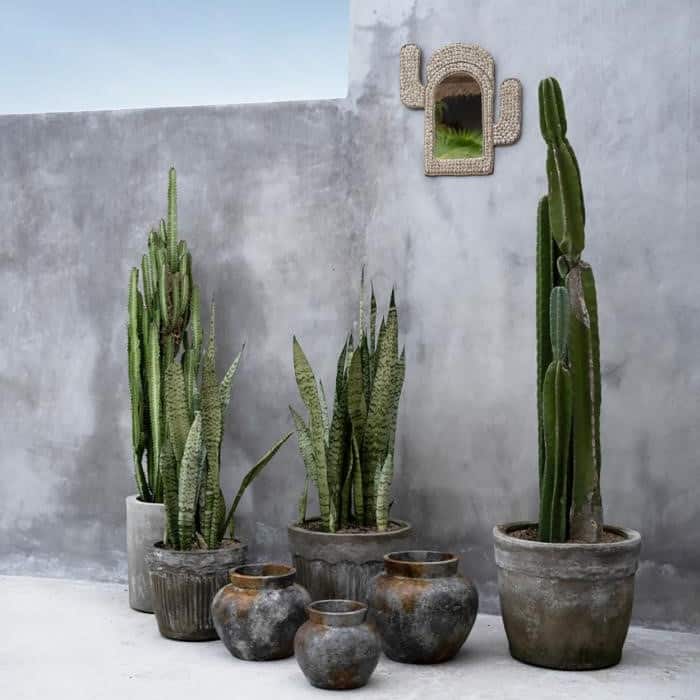 Cactus Spiegel Witte Schelpen 40cm