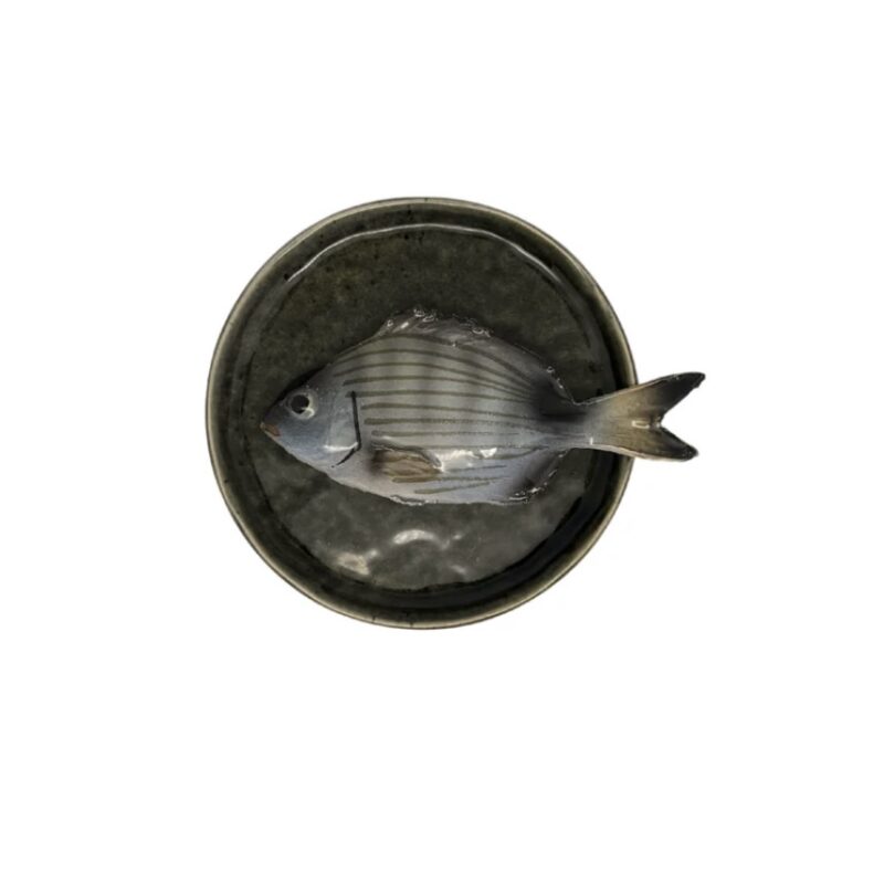 1364 Rond Visbord Sarago Piccolo Groen Bordje 12cm