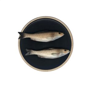 1546 Visbord Spigola's medio Zwart Bord met Licht Rand