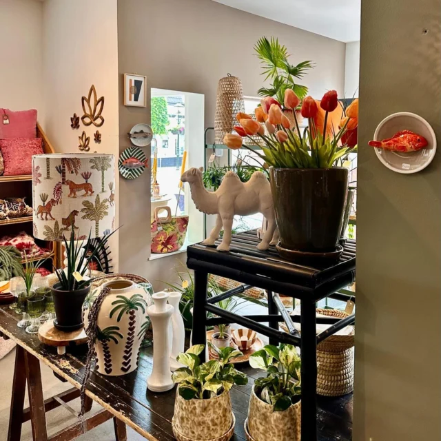Vandaag een dagje gesloten, maar thuis keihard aan het werk om de webshop verder te vullen… ✔️🙌

Het lukt natuurlijk nooit om alles online te zetten, maar je mag altijd een berichtje sturen als je wat voorbij ziet komen 🤞

Fijne vrije dag, voor wie hem heeft 😉

Check ook even m’n verhaal voor fijne inspiratie 🌴👌

Morgen zijn wij weer open van 10 tot 5